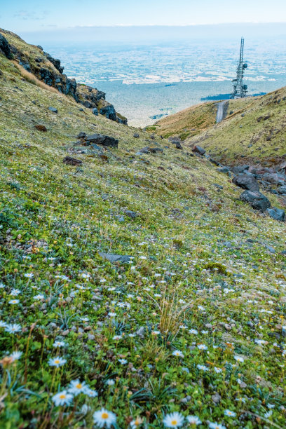 蓝天鲜花手机背景