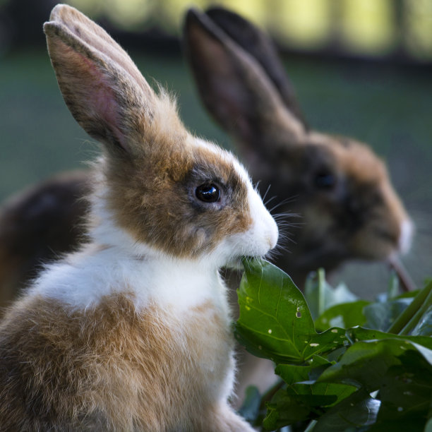草地上的三只小兔子
