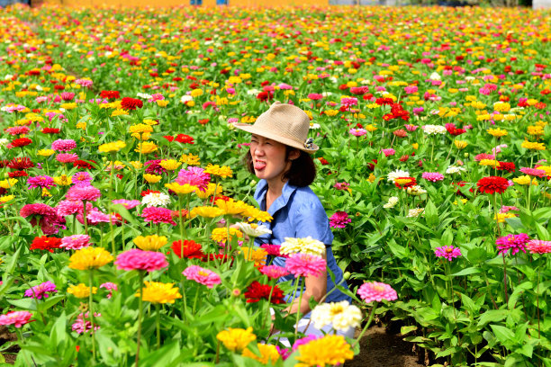 漂亮百日菊