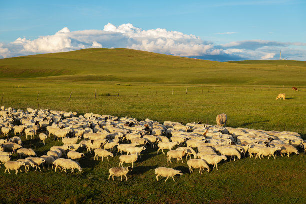 草原牧场秋色晚霞羊群