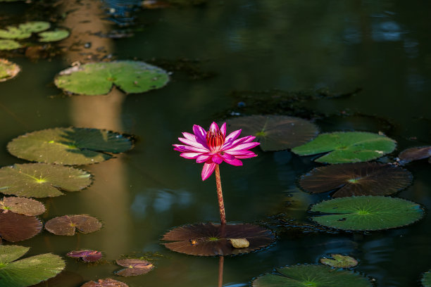 莲花沙石