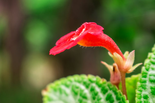 艳丽的节节高芙蓉花朵