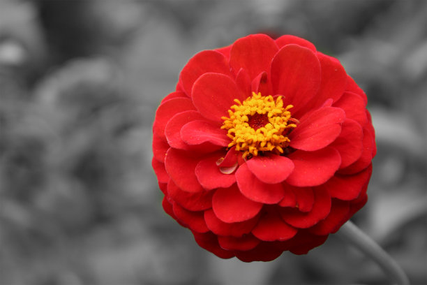 艳丽的节节高芙蓉花朵