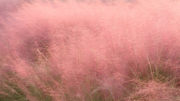 毛芒乱子草