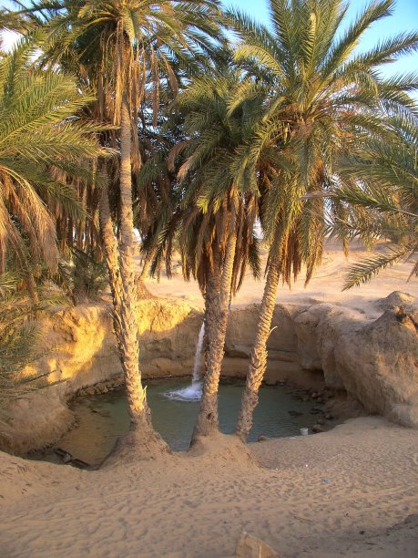 沙漠泉