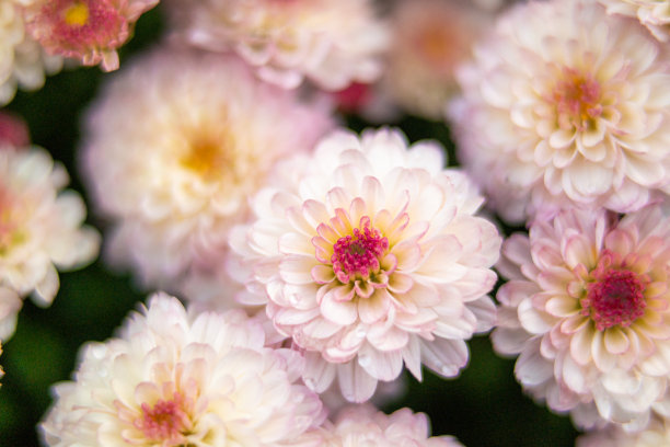 鲜花菊花树叶植物花纹