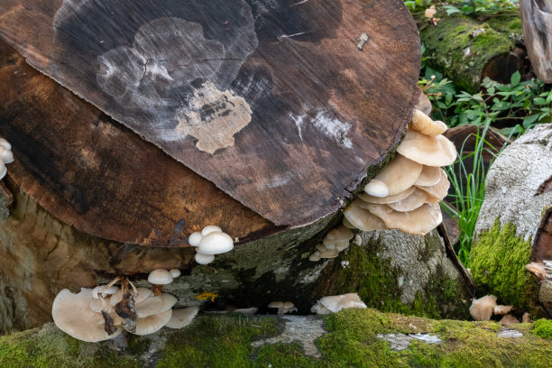 树干野蘑菇