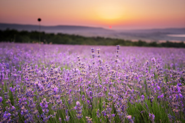 夏天夕阳下的薰衣草田野