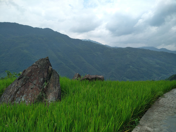 中国风花卉背景