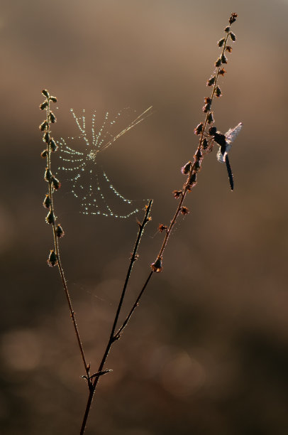 蜘蛛网晨露