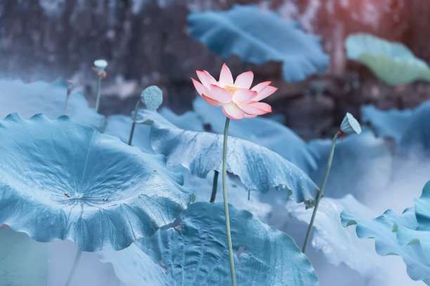 荷花高清特写