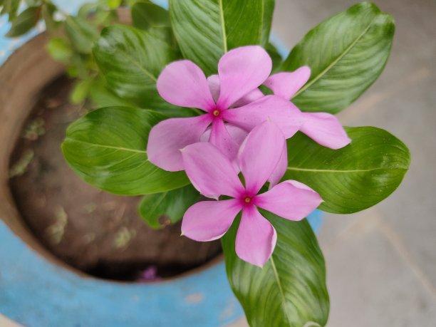 植物花卉图案flower