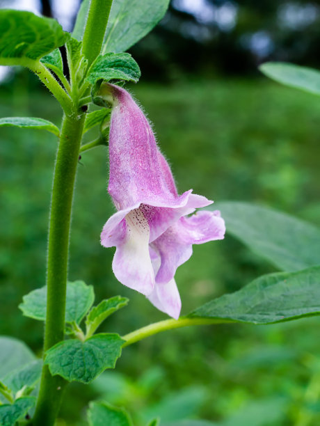 胡麻花