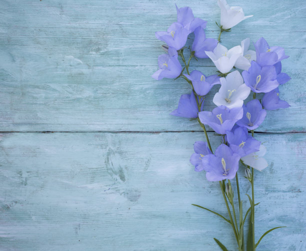 蓝色花卉框架