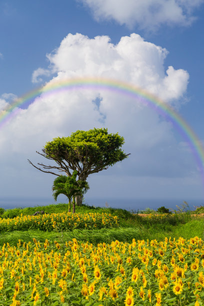 彩虹和树