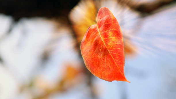 阳光下的秋叶,色彩斑斓