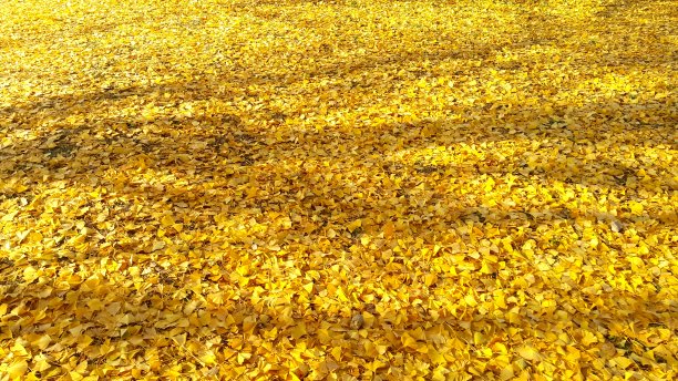 秋天金黄的银杏树