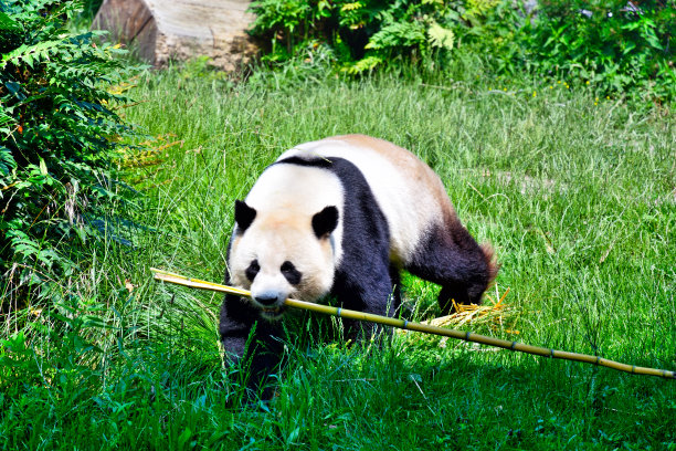 可爱中国风熊猫
