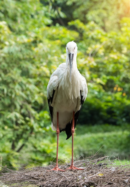 中华黑鹳