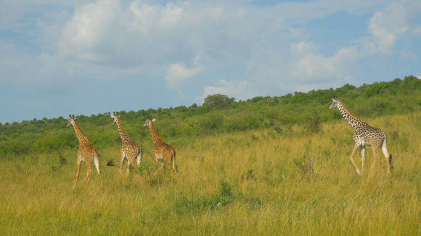 绿色草原上长颈鹿