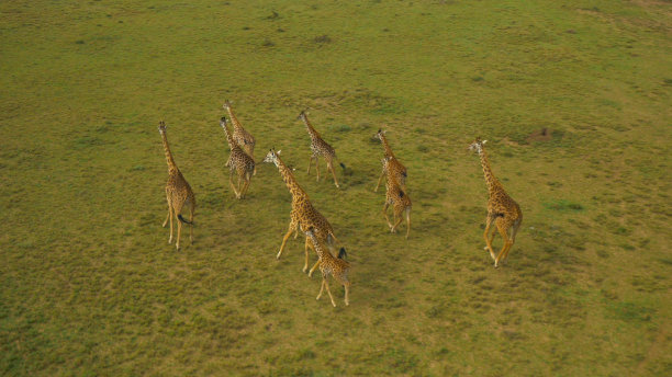 绿色草原上长颈鹿