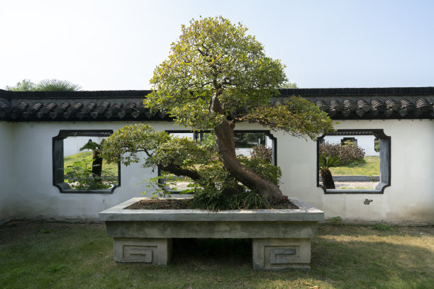 中式庭院绿化树木