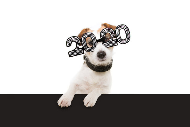 2020,梗犬,伪饰