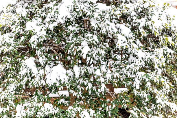 下雪的冬天雪松和房子