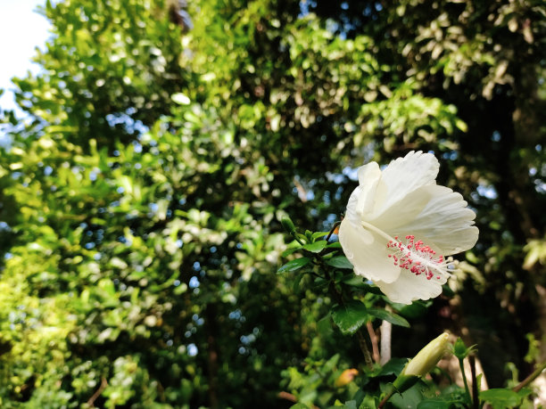 粉红月季花束