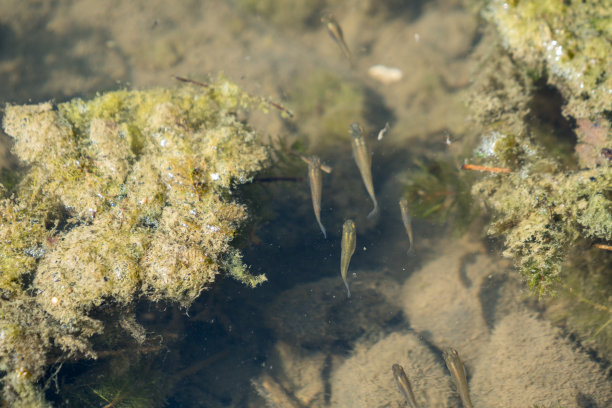 海藻小鱼