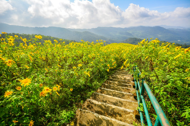 山和小黄花