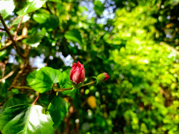 花骨朵月季花