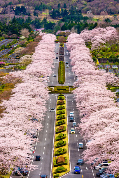 公园林荫路