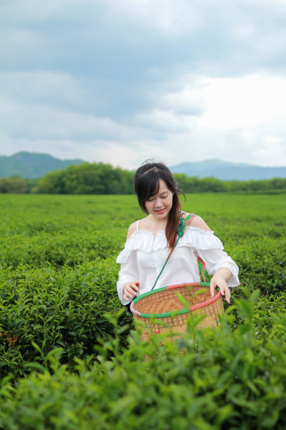 高山绿茶