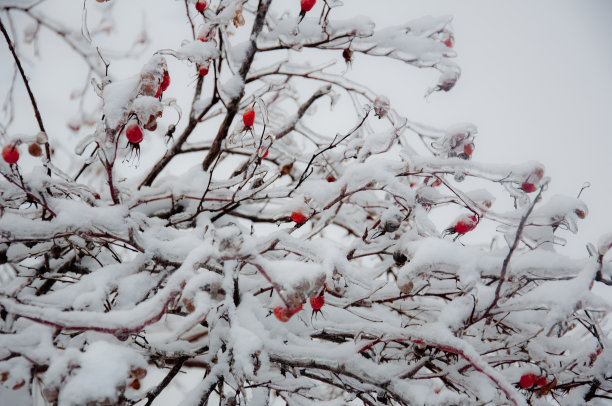 积雪寒冷小雪小寒大寒