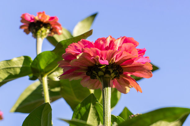 粉色雏菊花