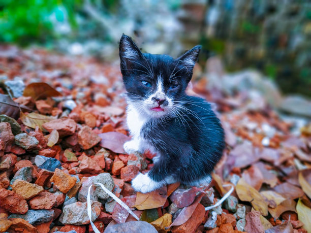 小老鼠和猫