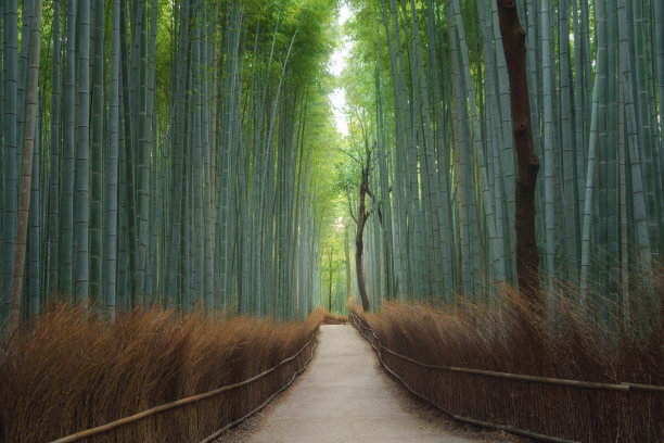 夏日竹林