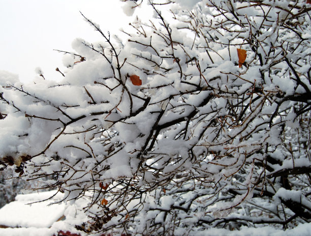 积雪寒冷小雪小寒大寒