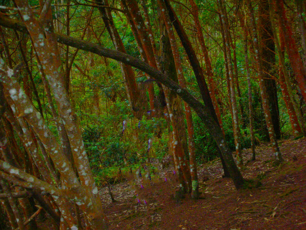 乡间树林摄影图