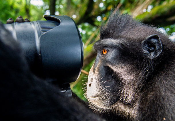 猴子的镜头