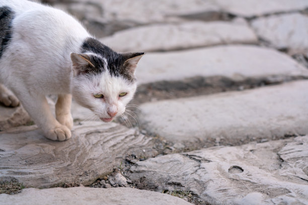 一只白色的流浪猫