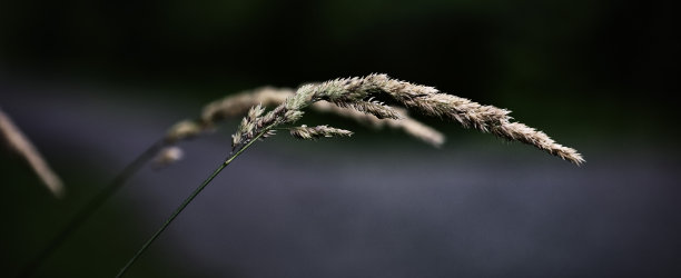 芒种时节金黄麦穗