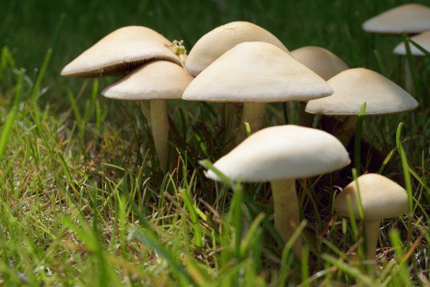 阳光草地蘑菇