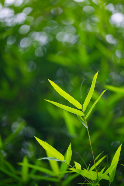 绿色竹林绿色背景