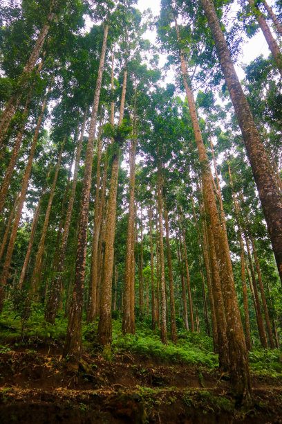 树叶大树枝木材