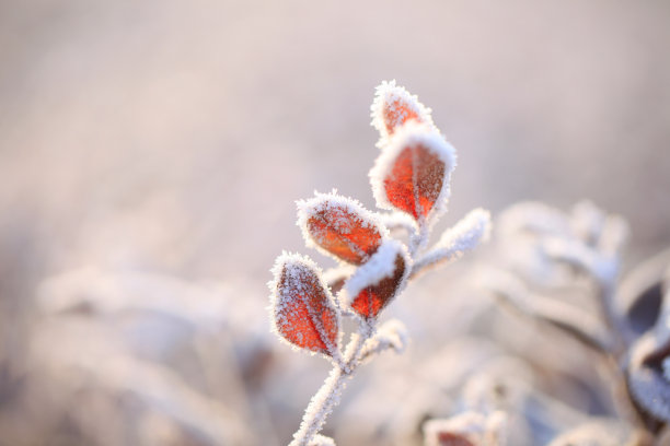 被雪覆盖的树