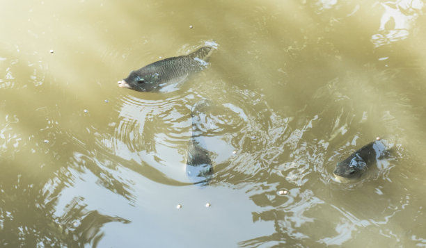 江湖鲶鱼