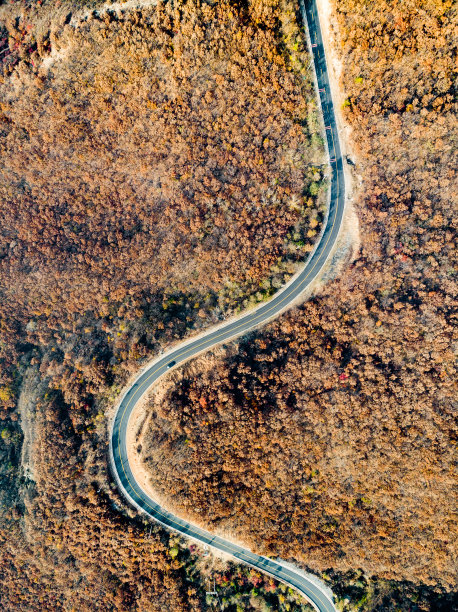 两边有树的道路