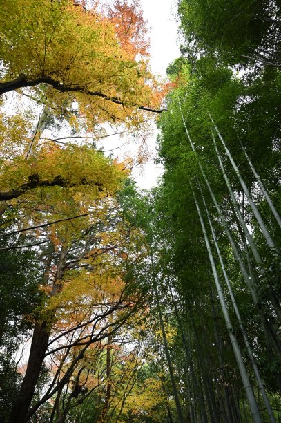 湖畔竹林